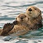 Image result for Cute Baby Otter Wallpaper