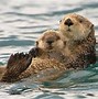 Image result for Baby Otter Face