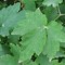 Image result for Anemone x hybrida Margerete