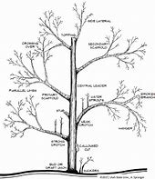 Image result for Pear Tree Types Varieties