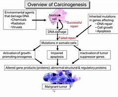 Image result for Cancer Cell Formation