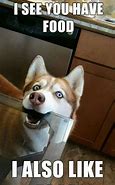 Image result for Husky Meme