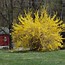 Image result for FORSYTHIA INT. WEEKEND