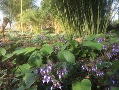 Image result for Trachystemon orientalis
