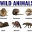 Image result for Wild Animals List