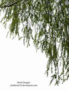 Image result for Tree Branch PNG