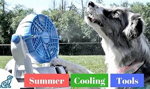 Image result for Dog Staying Cool