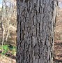 Image result for Common Trees in North Georgia