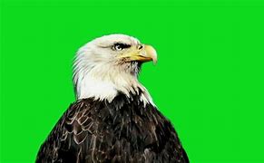 Image result for Eagle Green screen