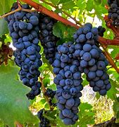 Image result for DNA Zinfandel Filaree