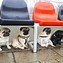 Image result for Pugs Doing Funny Things