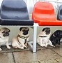 Image result for Pug Look In at U Funny