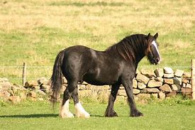 Image result for Black Horse Ride