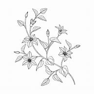 Image result for Clematis Heracleifolia