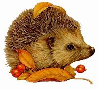 Image result for Hedgehog Family