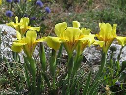 Iris arenaria ಗಾಗಿ ಇಮೇಜ್ ಫಲಿತಾಂಶ