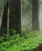 Image result for Redwood Forest Fog