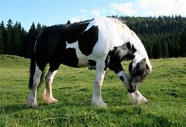 Image result for Gypsy Vanner Horses Mustache