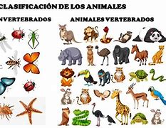 Image result for Animales Y Su Clasificacion