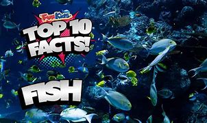 Image result for 10 Facts About Fish