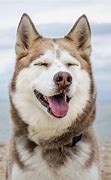 Image result for Most Popular Dog On Instagram