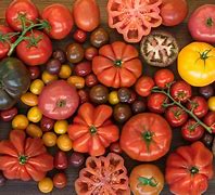 Image result for Italian Tomatoes Types