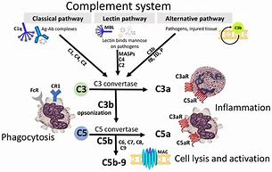 Image result for Complement Assays