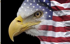 Image result for American Bald Eagle with Flag Banner