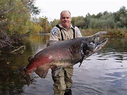 Image result for World's Biggest Salmon