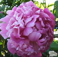 Image result for Paeonia lactiflora White Sarah Bernhardt (r)