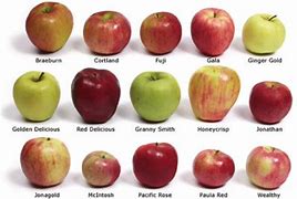 Image result for Australian Apple Varieties