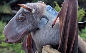 Image result for Biggest Bat Record