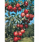 Image result for Semi-Dwarf Apple Tree