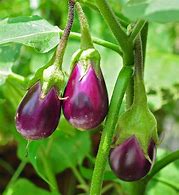 eggplants 的图像结果