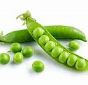Image result for Vericise Vein the Size of a Pea