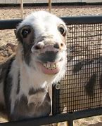 Image result for Goofy Animals