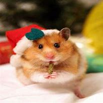 Image result for Christmas Meme Hamster