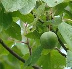 Image result for Prunus domestica Boerenwitte