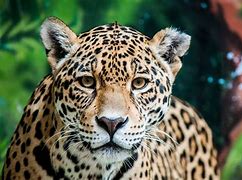 Image result for jaguar_