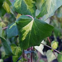 Image result for Hedera colch. Sulphur Heart