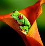 Image result for Frog PC Wallpaper