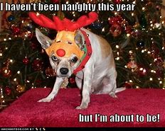 Image result for Christmas Party Dog Meme