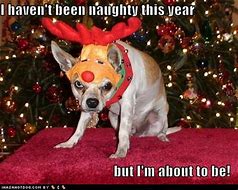 Image result for Christmas Dog Meme