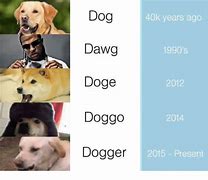 Image result for Doge Meme Dog Age