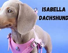 Image result for Blue Staffordshire and Dachshund