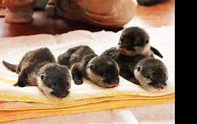 Image result for Baby Otters Playing