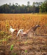 Image result for Hunting Dogs Running Deer