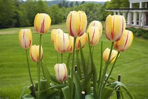 Image result for Planting Tulip Garden