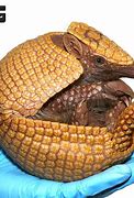 Image result for 3 Banded Armadillo