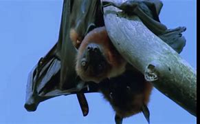 Image result for Bat Reproduction